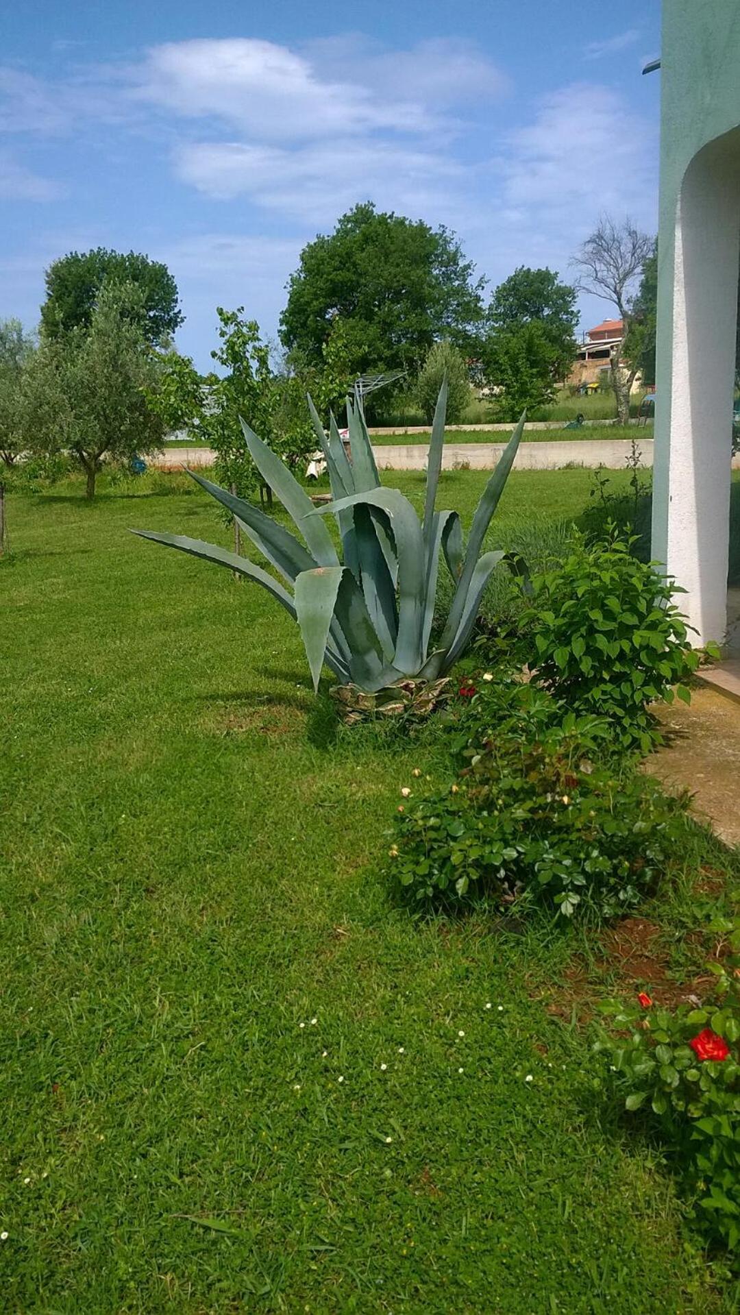 Apartmani Natasa Vrsar Exterior foto