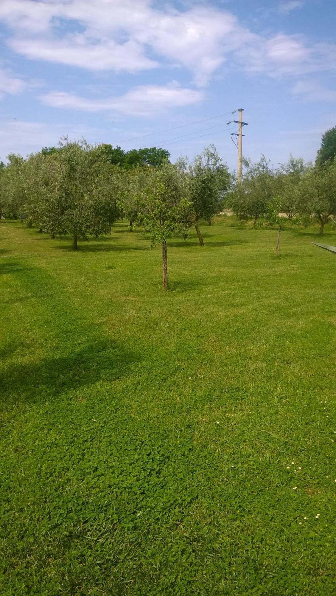 Apartmani Natasa Vrsar Exterior foto